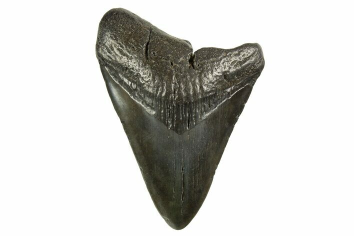 Fossil Megalodon Tooth - South Carolina #321325